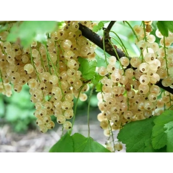 PORZECZKA biała na pniu W DONICY - sadzonki 90 / 100 cm
